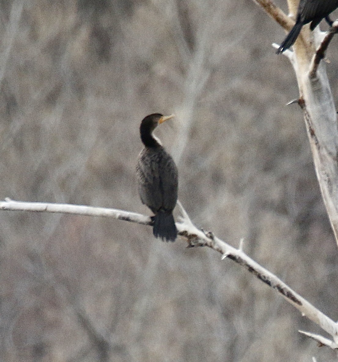 Neotropic Cormorant - ML646274134