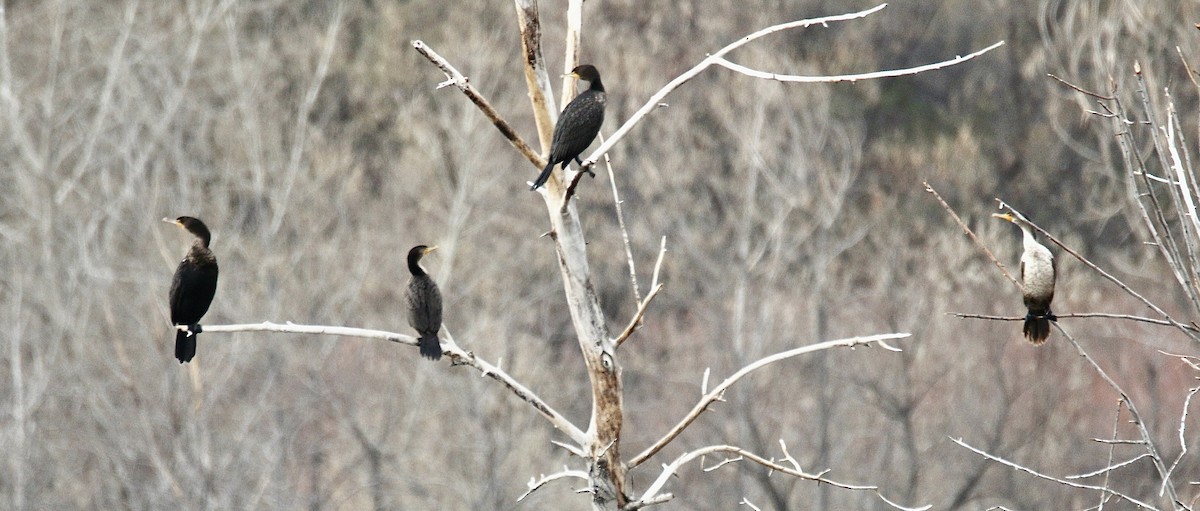 Neotropic Cormorant - ML646274135
