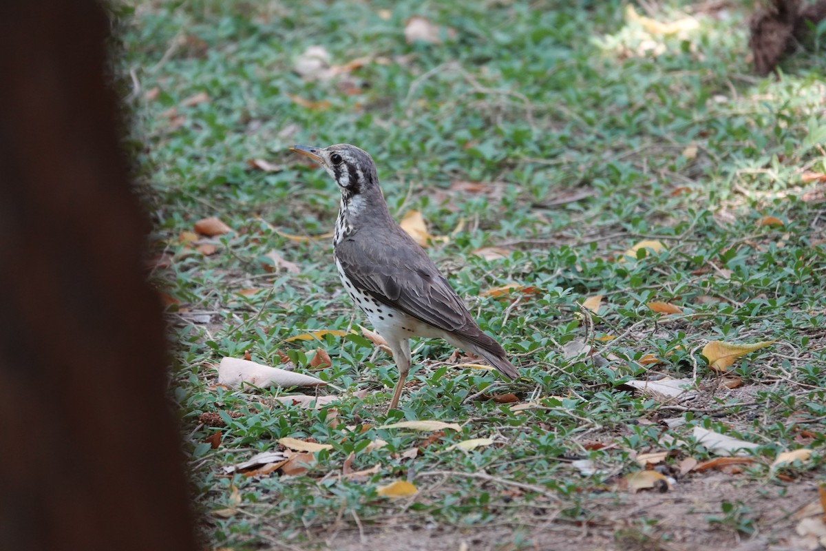 Groundscraper Thrush - ML646274136