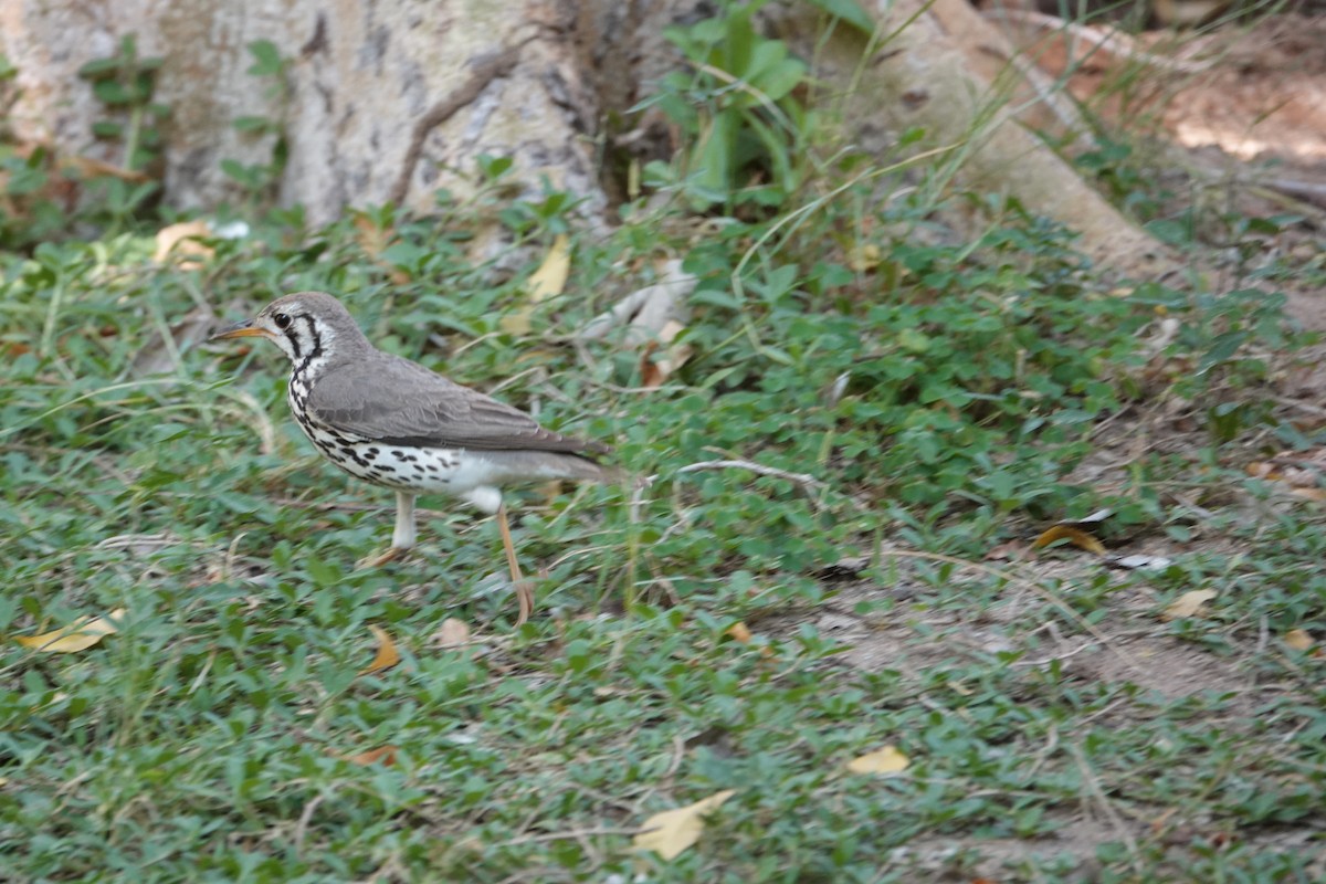 Groundscraper Thrush - ML646274137