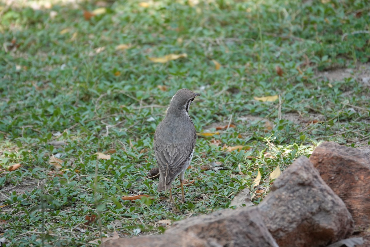 Groundscraper Thrush - ML646274138