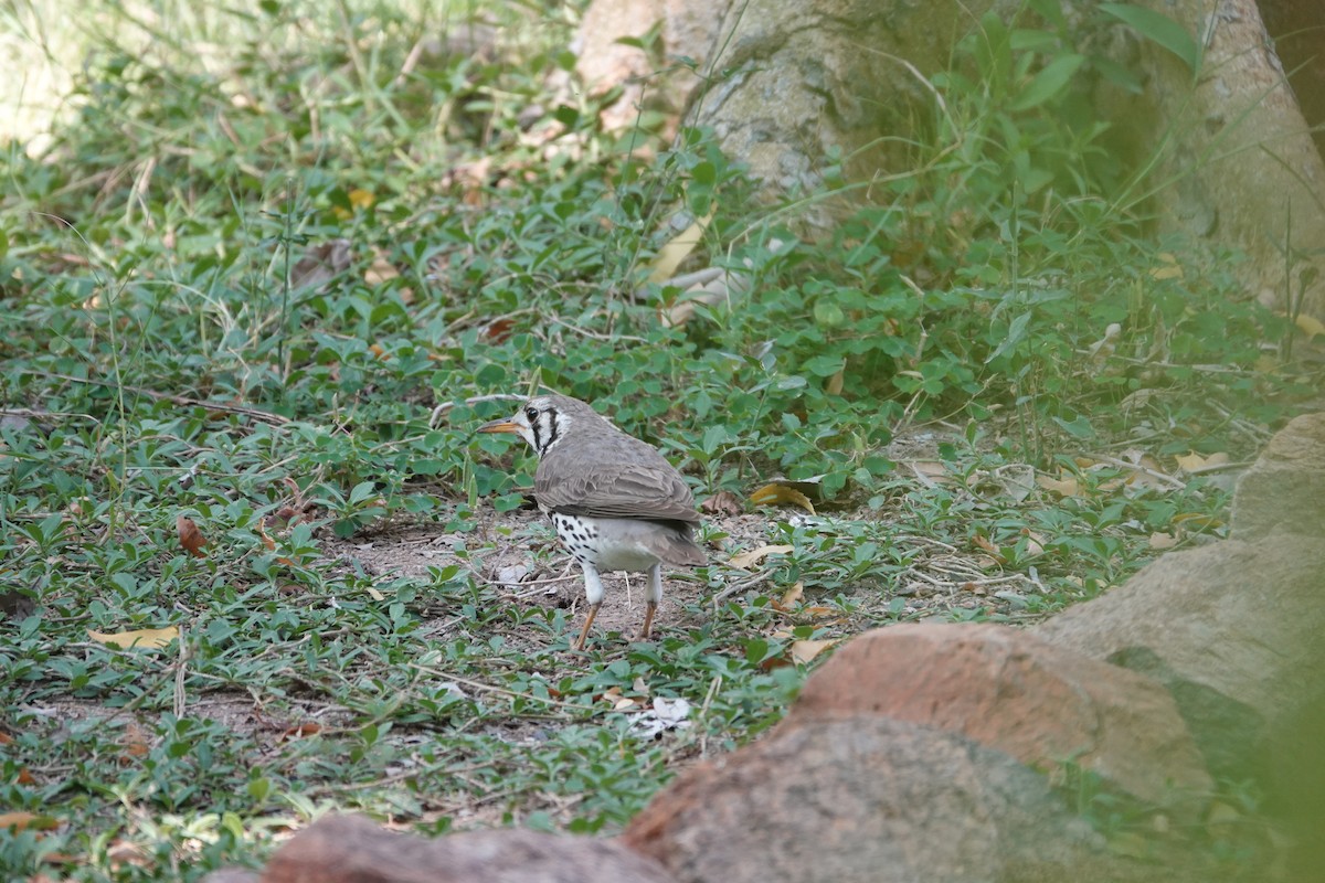 Groundscraper Thrush - ML646274139