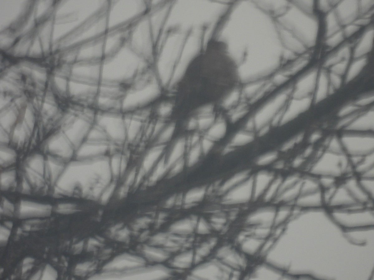 Mourning Dove - ML646274140