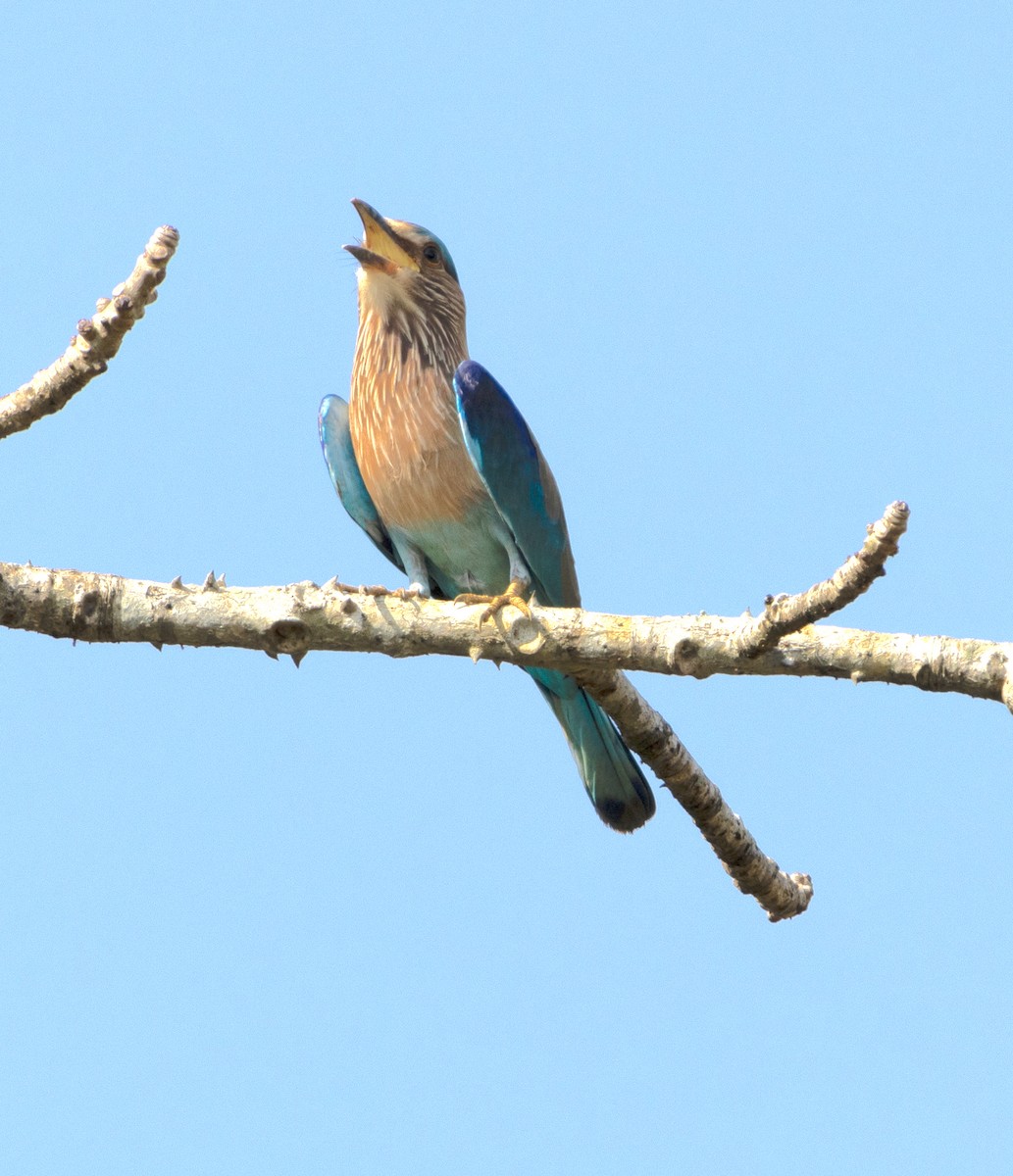 Indian Roller - ML646274141