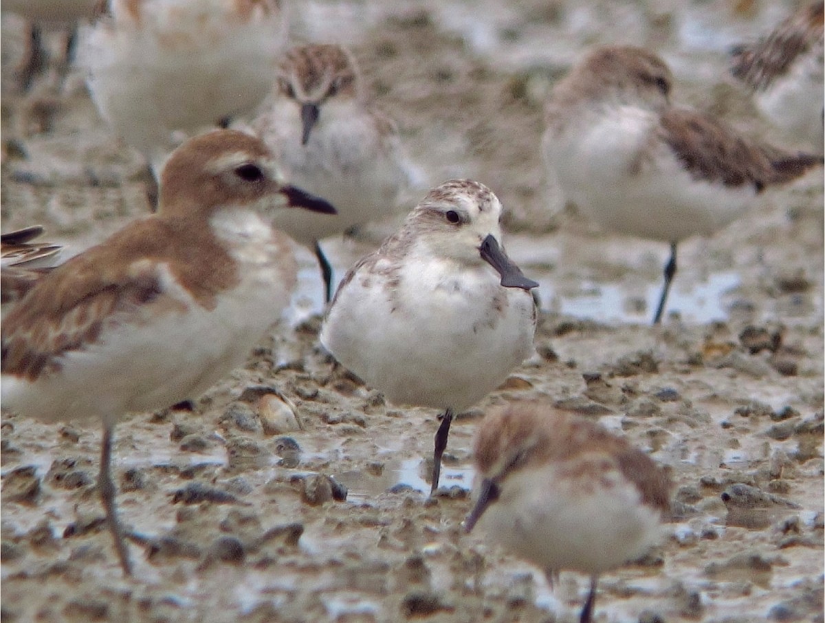 Spoon-billed Sandpiper - ML646274142