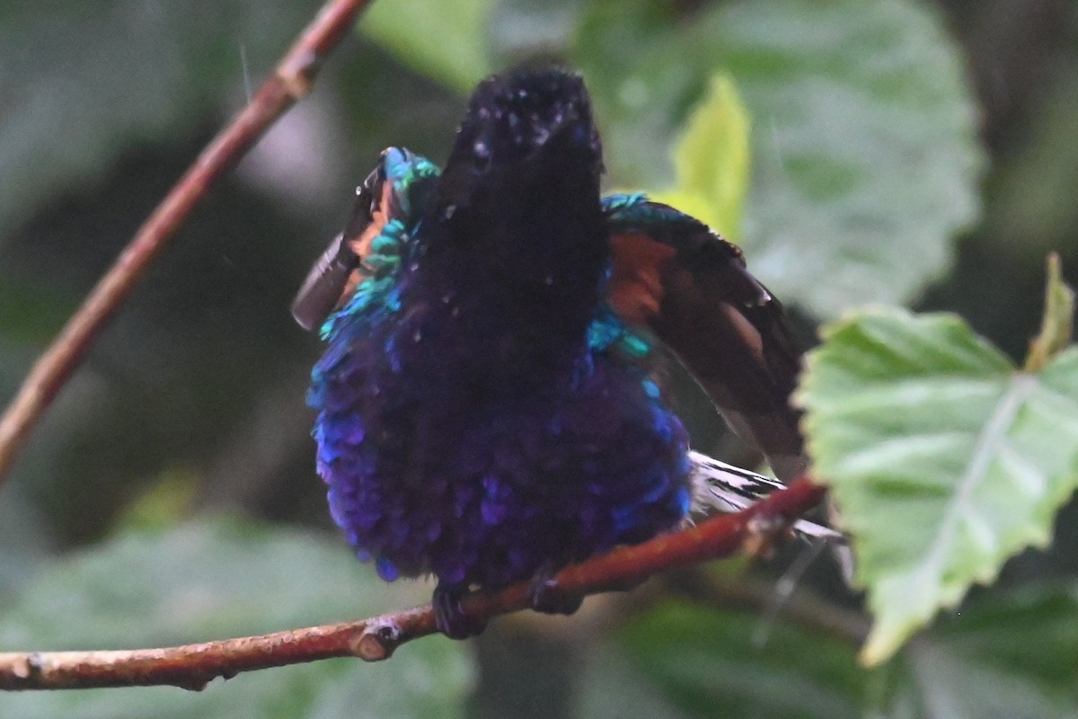 Velvet-purple Coronet - ML646274143