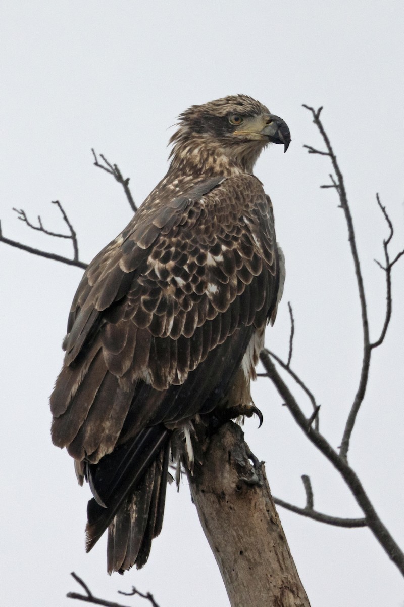 Bald Eagle - ML646274147
