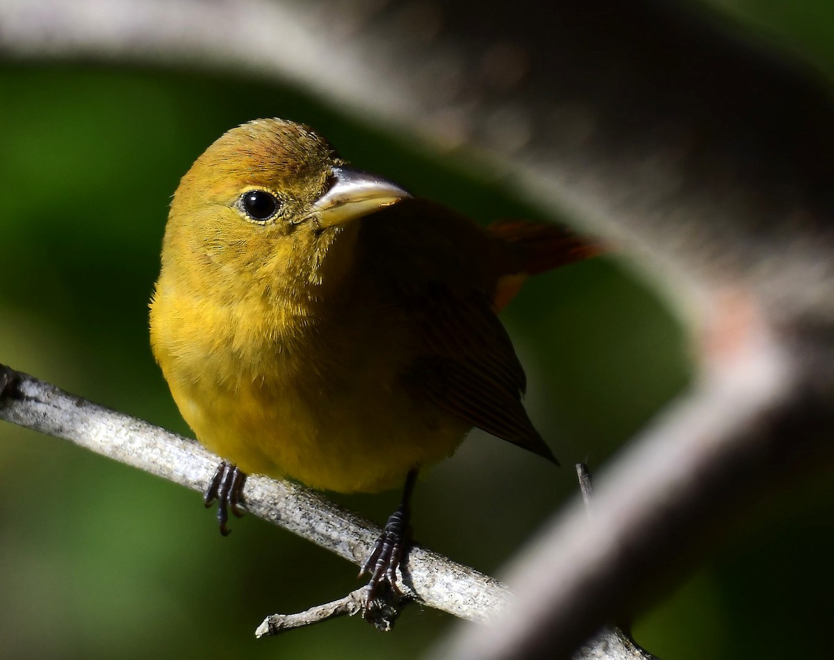 Summer Tanager - ML646274148