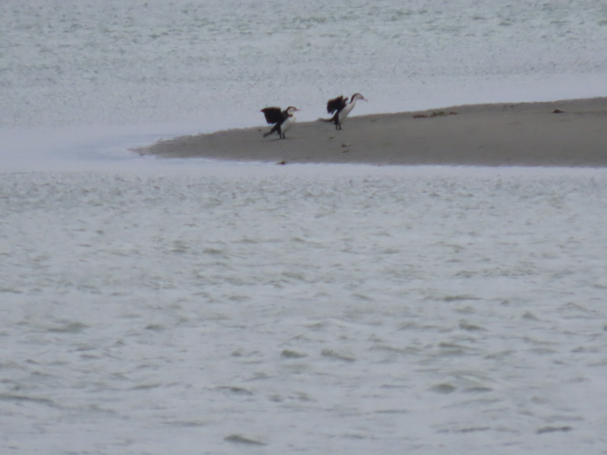 Pied Cormorant - ML646274149