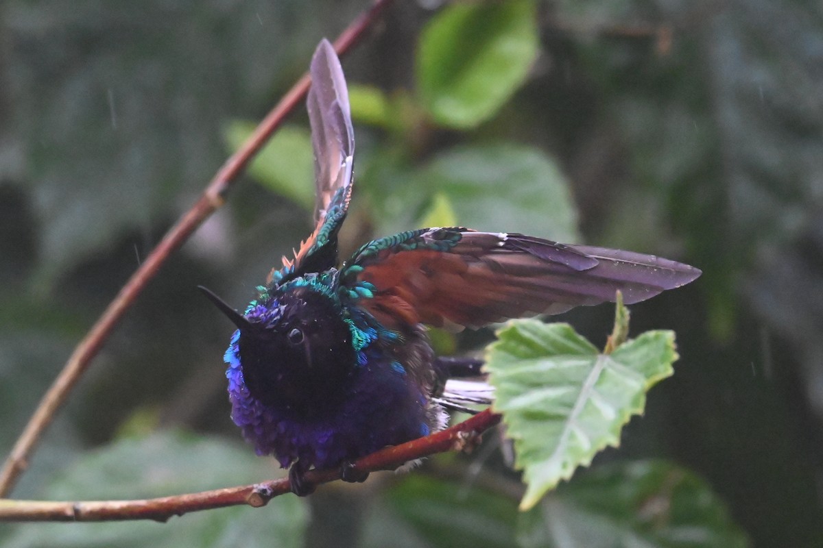 Velvet-purple Coronet - ML646274151