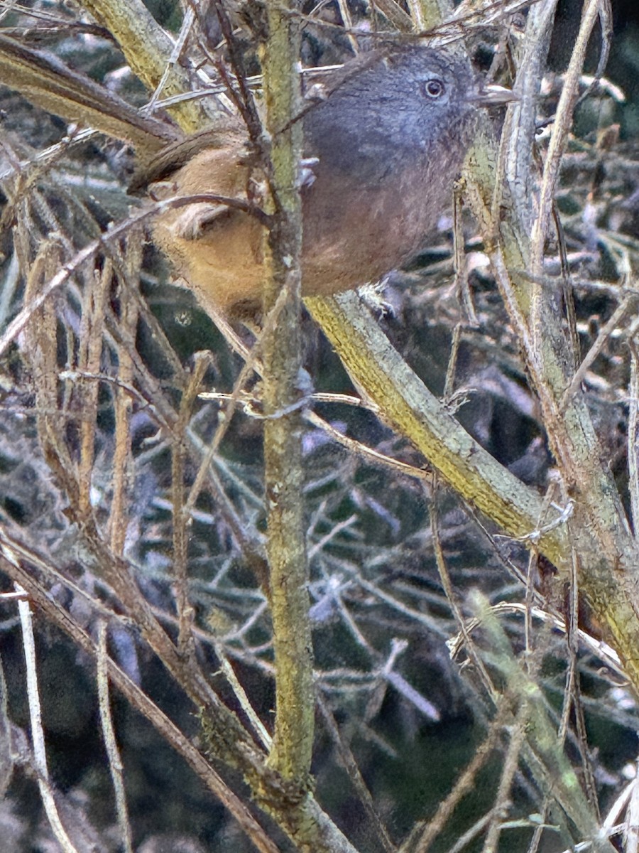 Wrentit - ML646274154