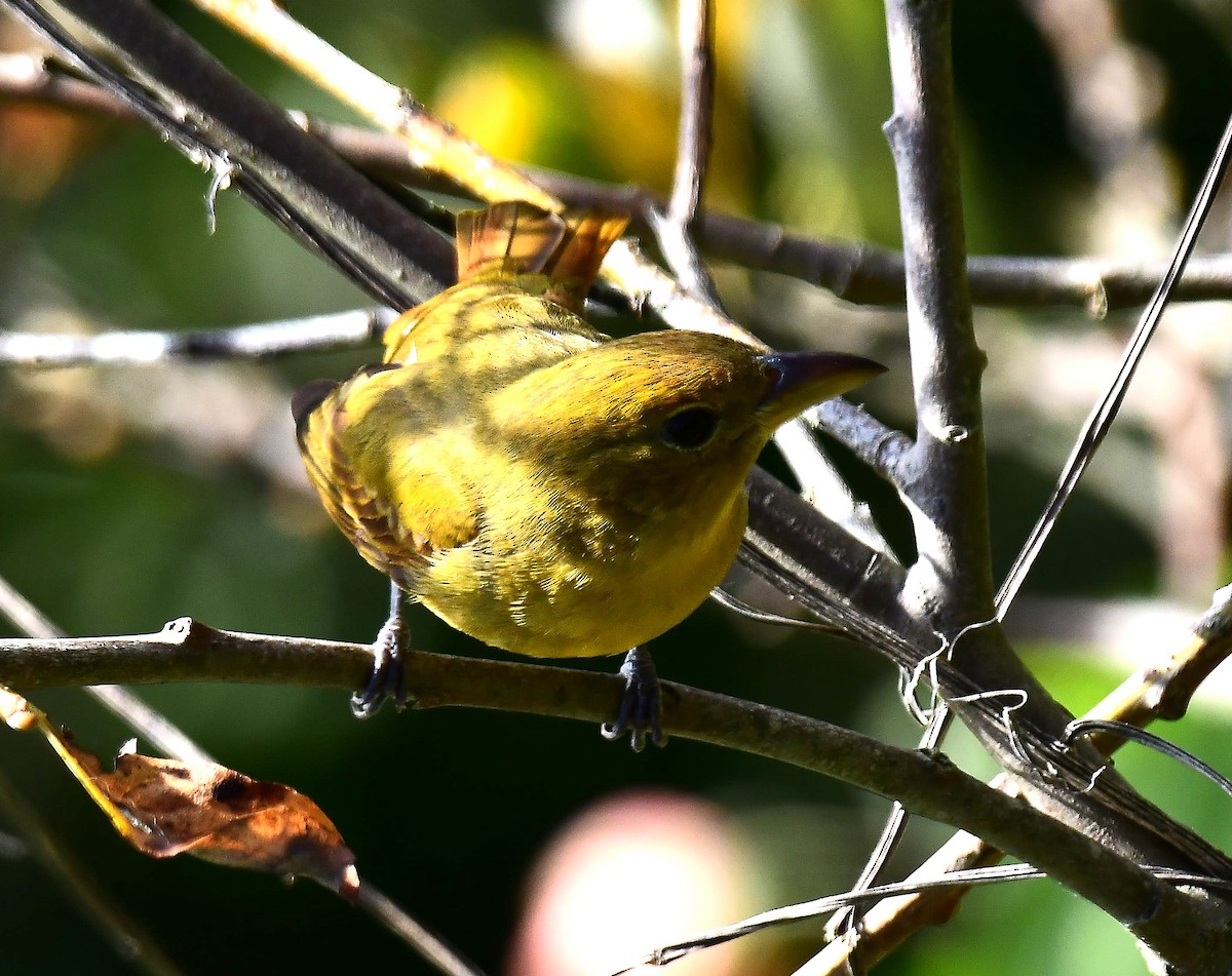 Summer Tanager - ML646274155