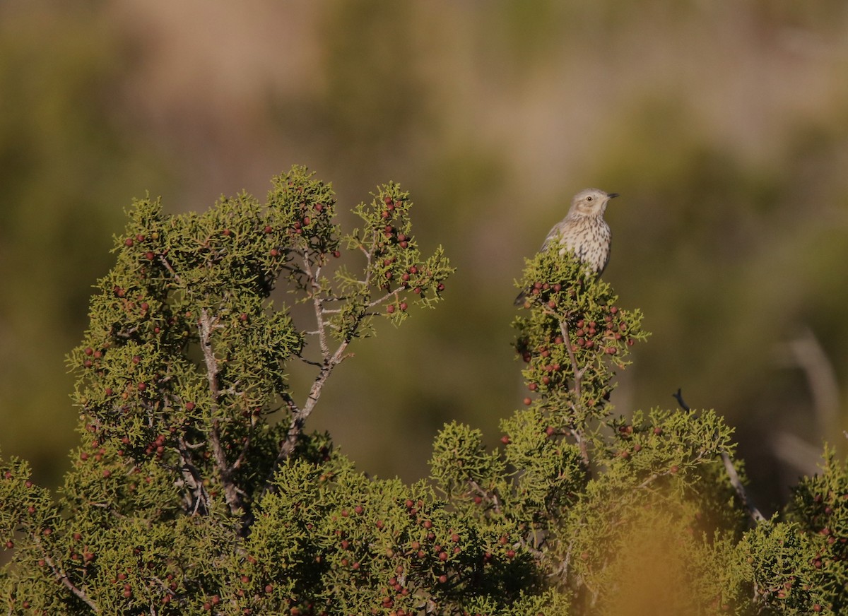 Sage Thrasher - ML646274156