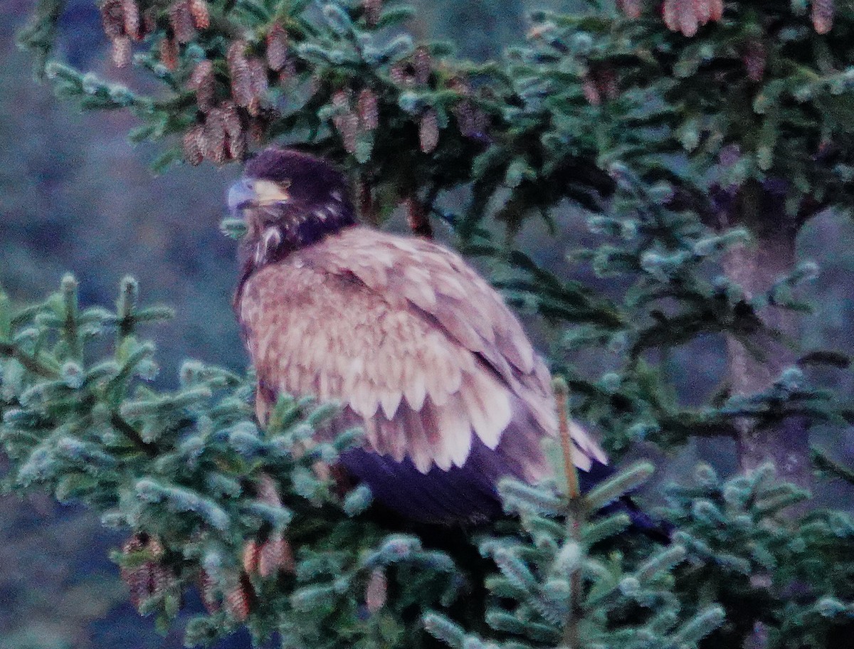 Bald Eagle - ML646274157