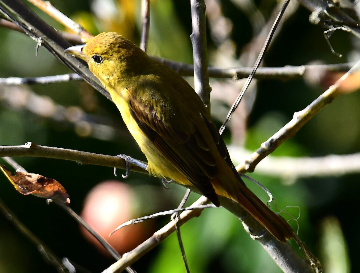 Summer Tanager - ML646274158