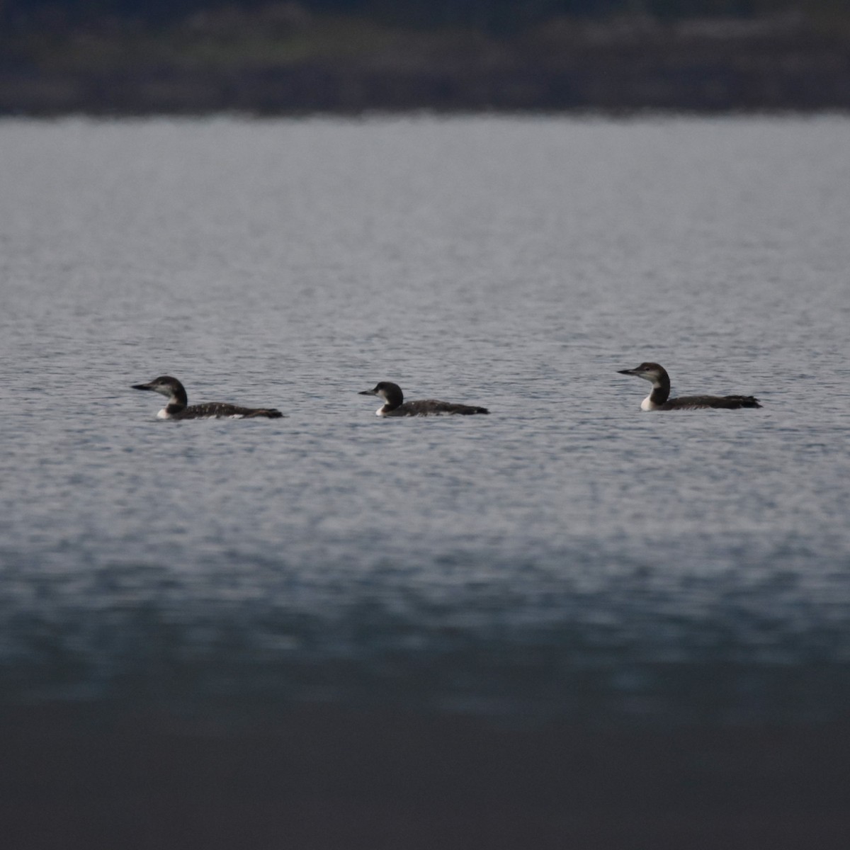 Common Loon - ML646274159