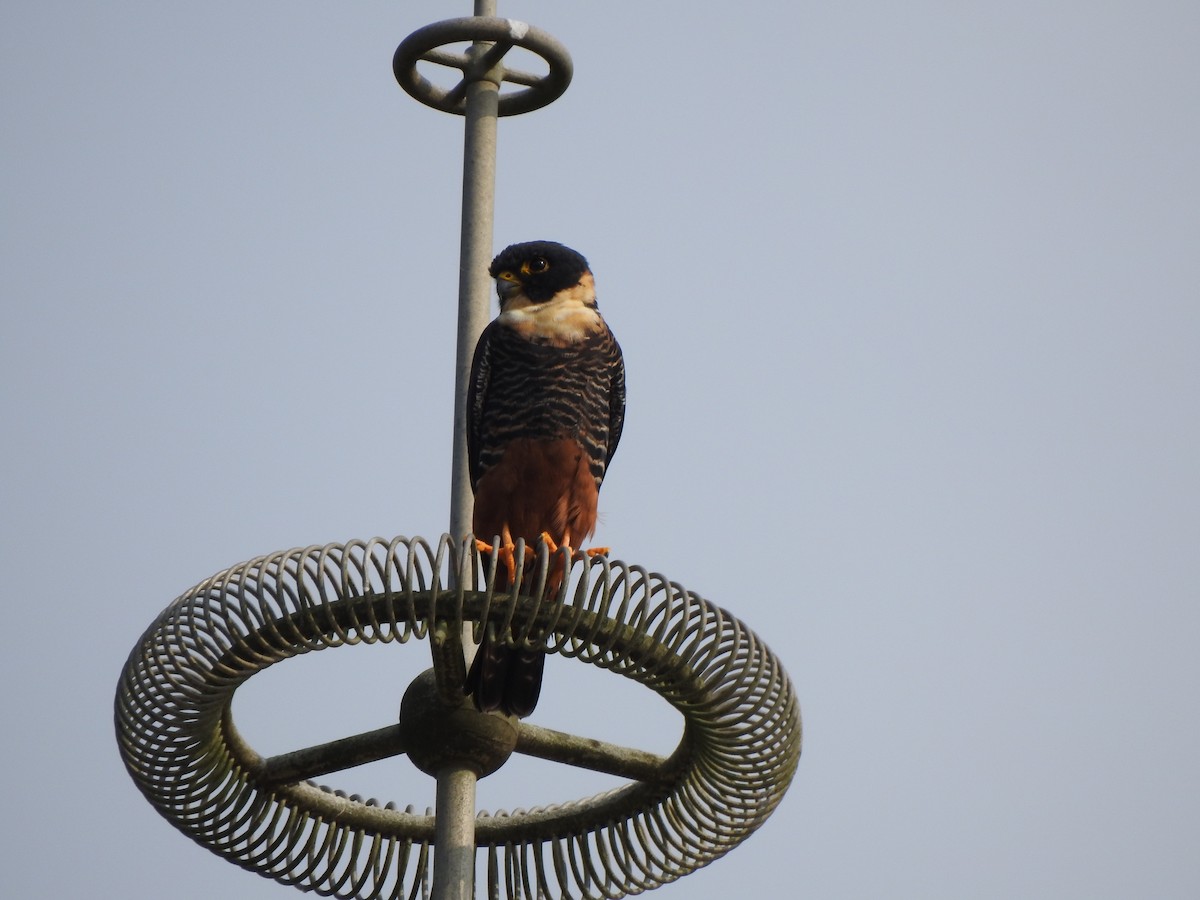 Yarasa Doğanı - ML646274160