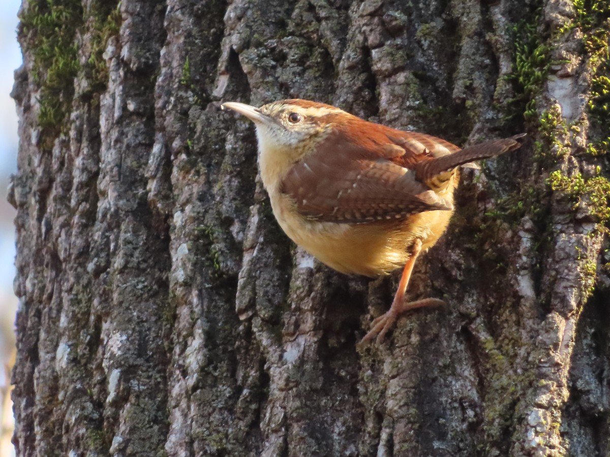 Carolina Wren - ML646274167