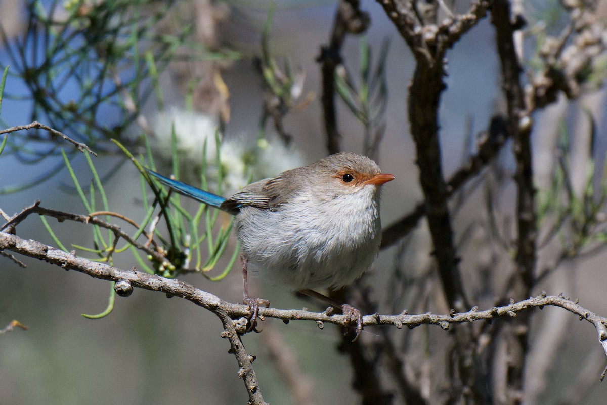 Splendid Fairywren - ML646274168