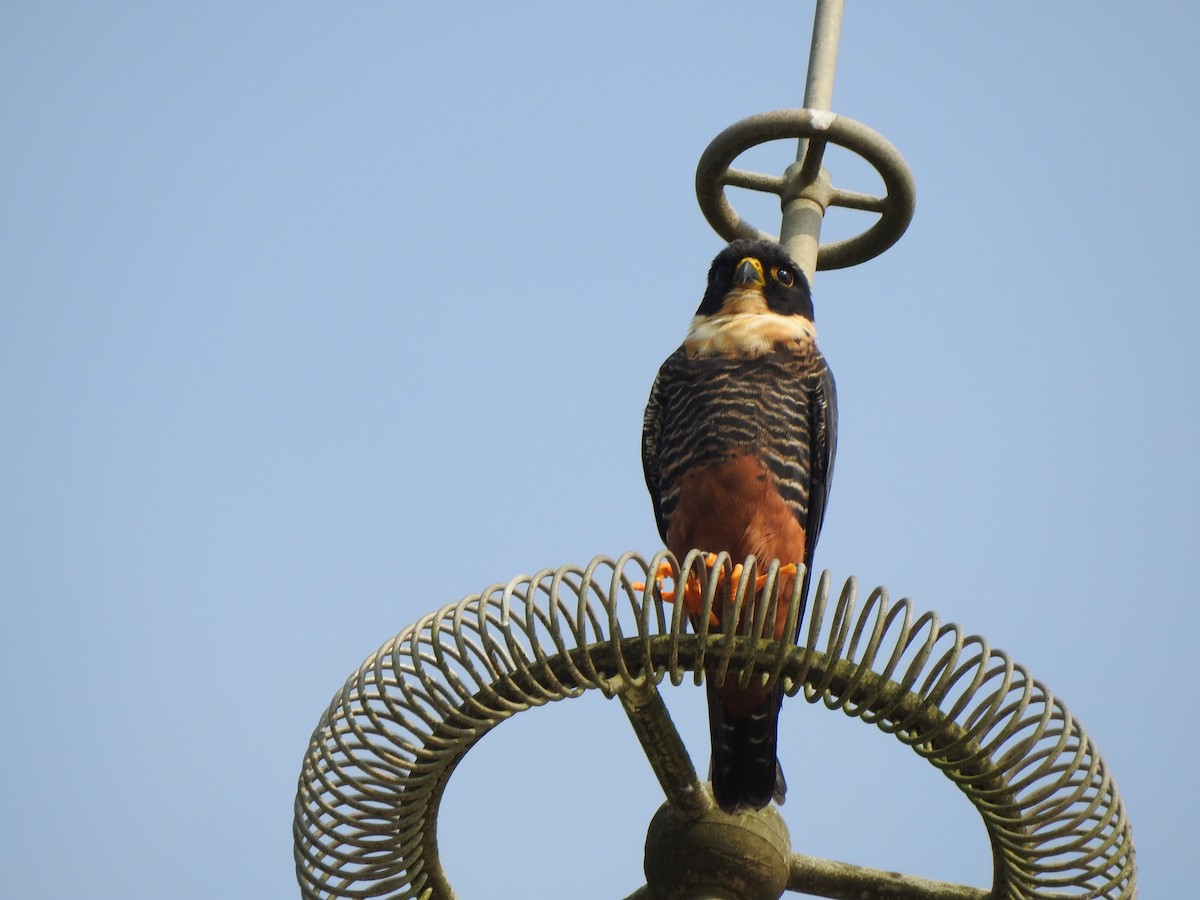 Bat Falcon - ML646274169