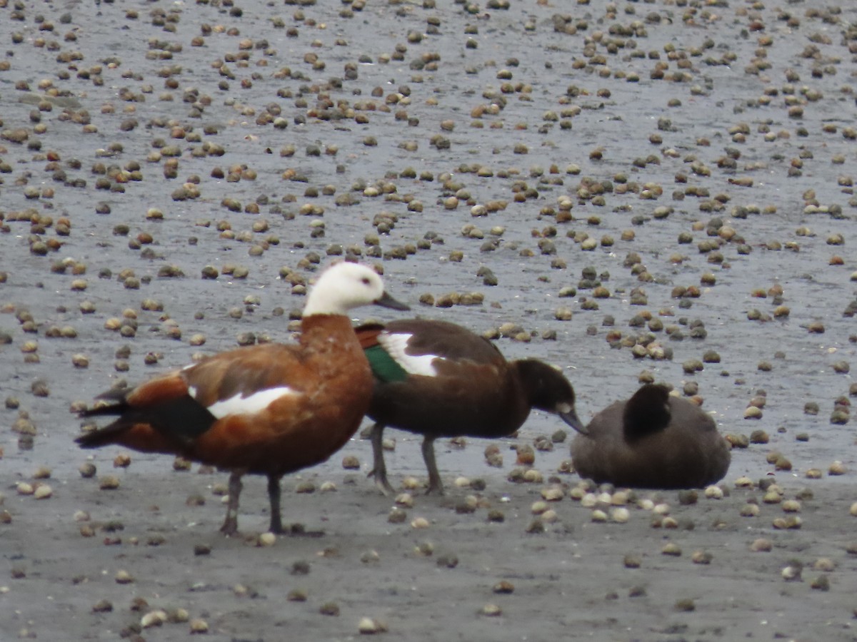 Paradise Shelduck - ML646274170