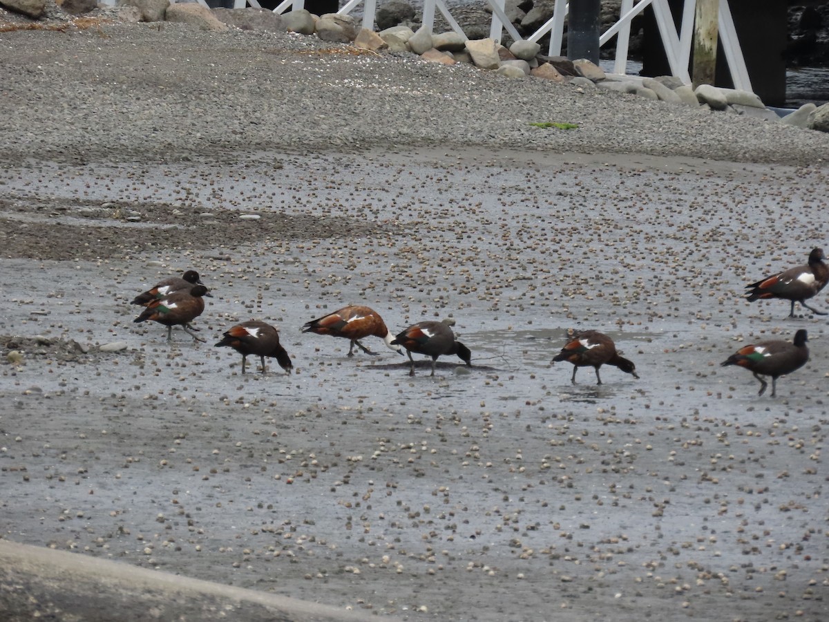 Paradise Shelduck - ML646274171