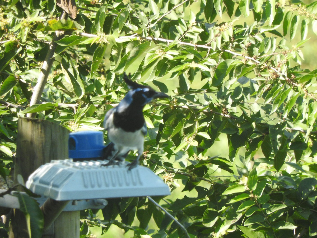 Black-throated Magpie-Jay - ML646274172