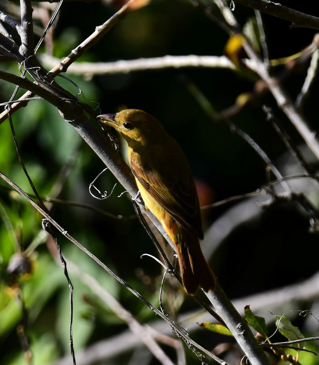 Summer Tanager - ML646274174
