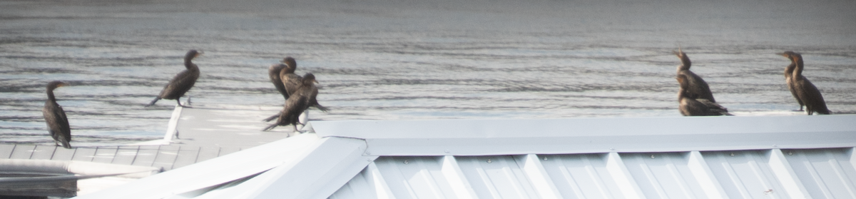 Double-crested Cormorant - ML646274175