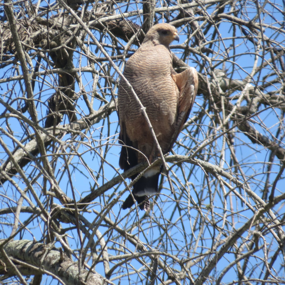 Savanna Hawk - ML646274176