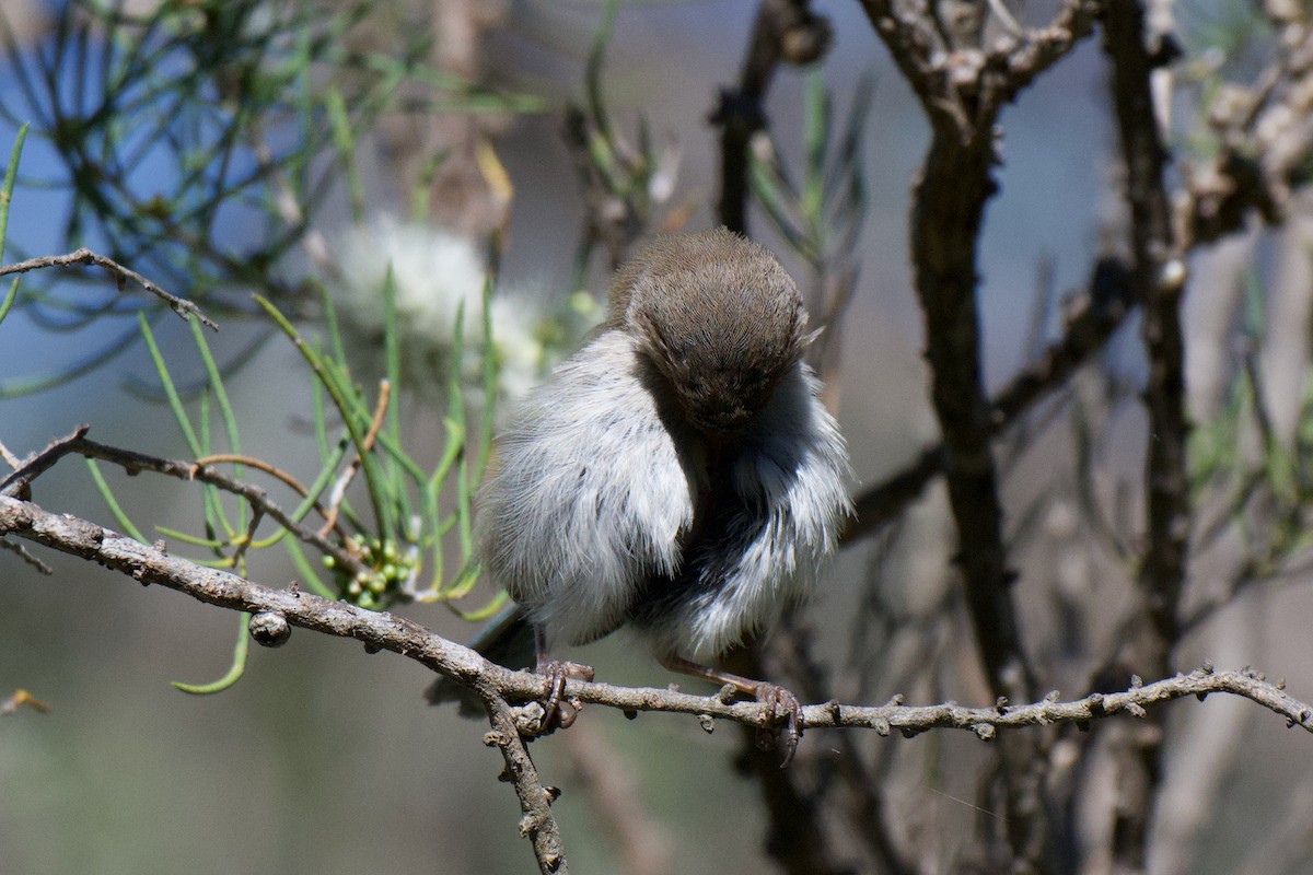 Splendid Fairywren - ML646274178