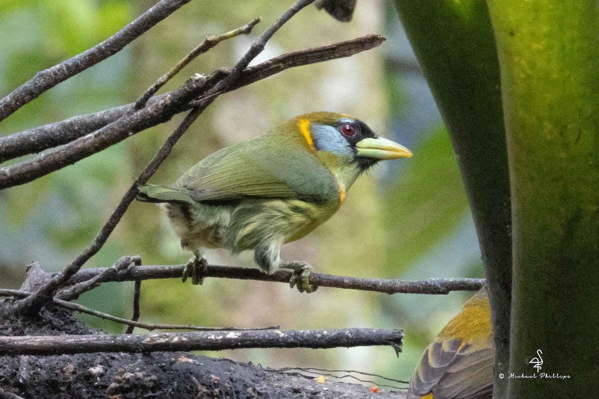 Red-headed Barbet - ML646274179