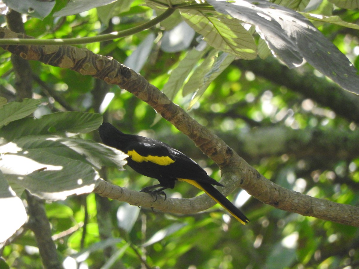 Yellow-winged Cacique - ML646274180