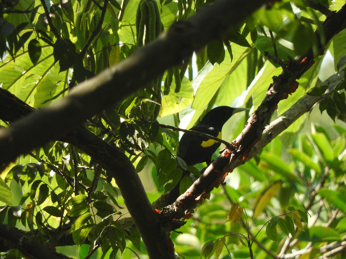 Yellow-winged Cacique - ML646274181