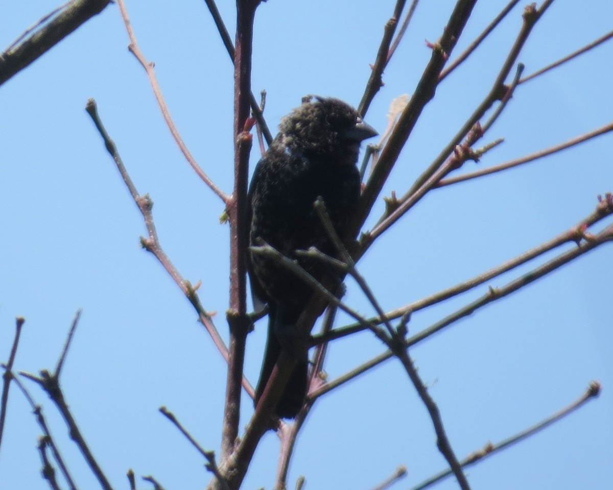 Blue-black Grassquit - ML646274184