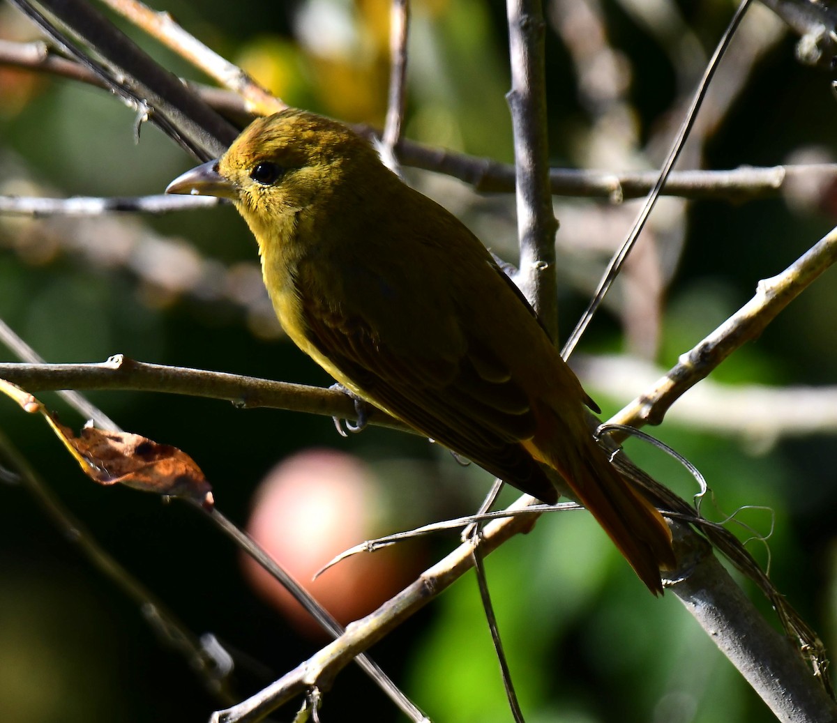 Summer Tanager - ML646274186