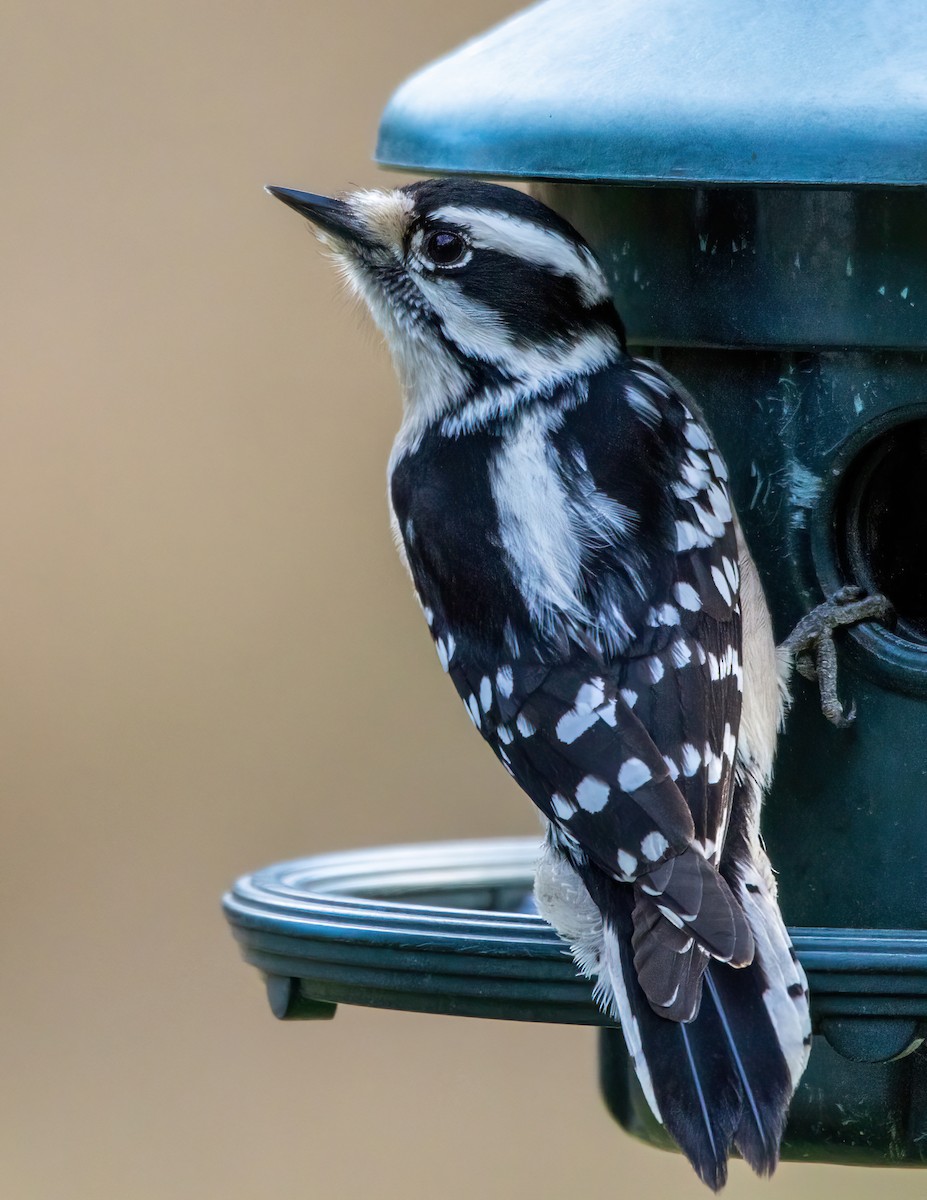 Downy Woodpecker - ML646274187