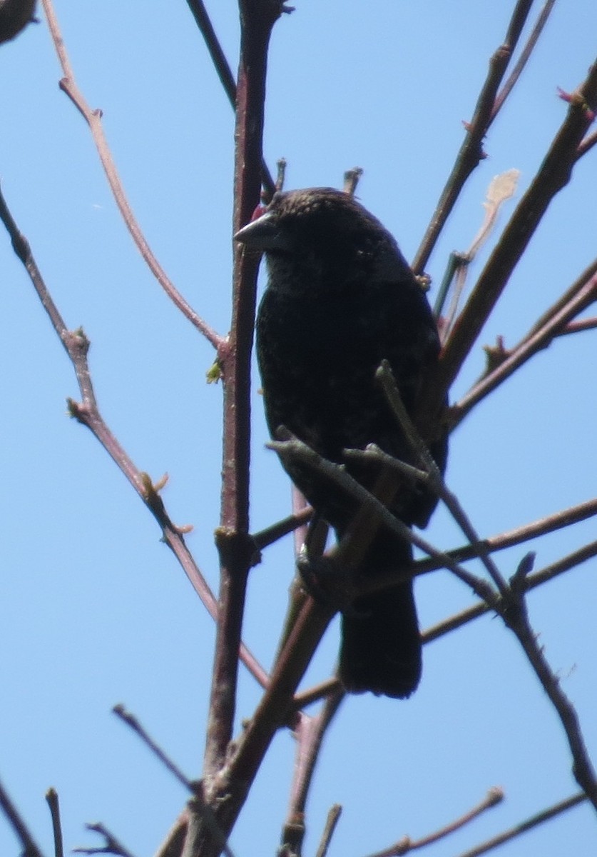 Blue-black Grassquit - ML646274188