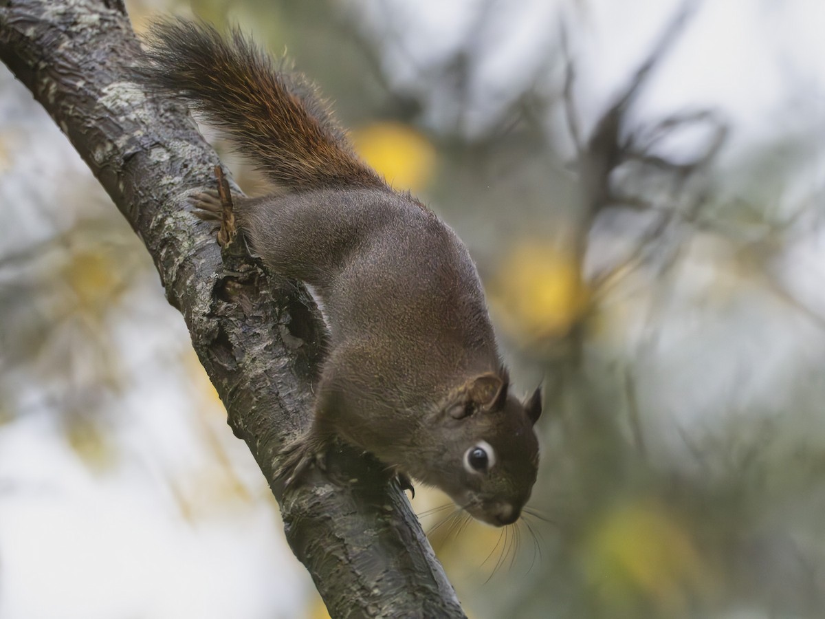Vancouver Island Red Squirrel - ML646274190