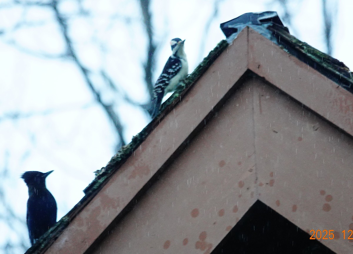 Downy Woodpecker - ML646274191