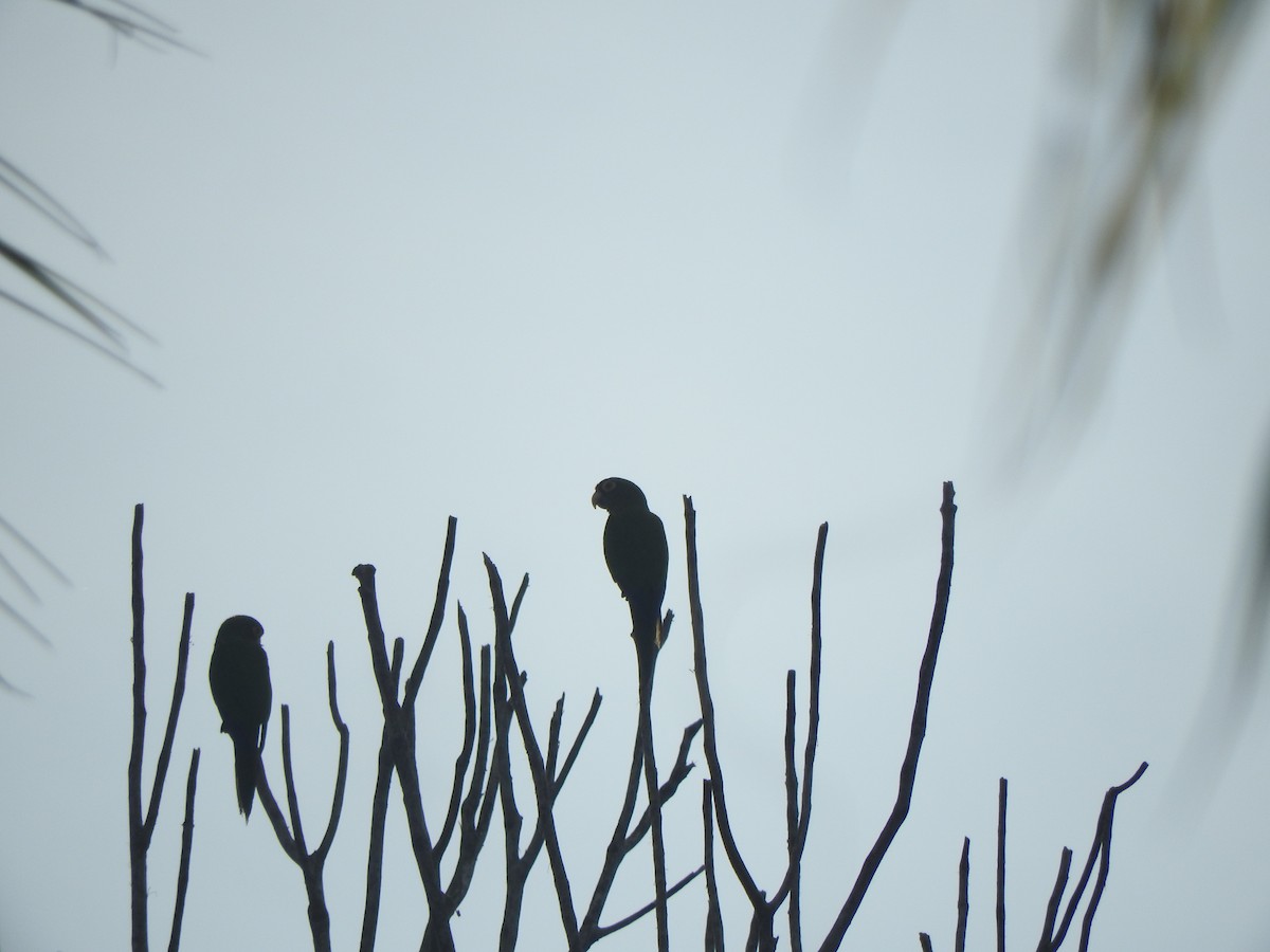 Orange-fronted Parakeet - ML646274192