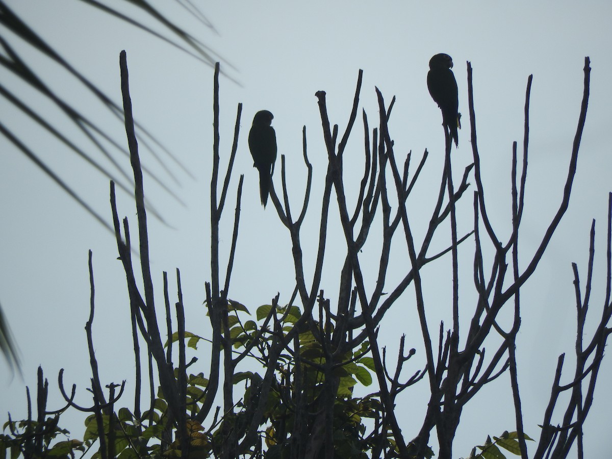 Orange-fronted Parakeet - ML646274193