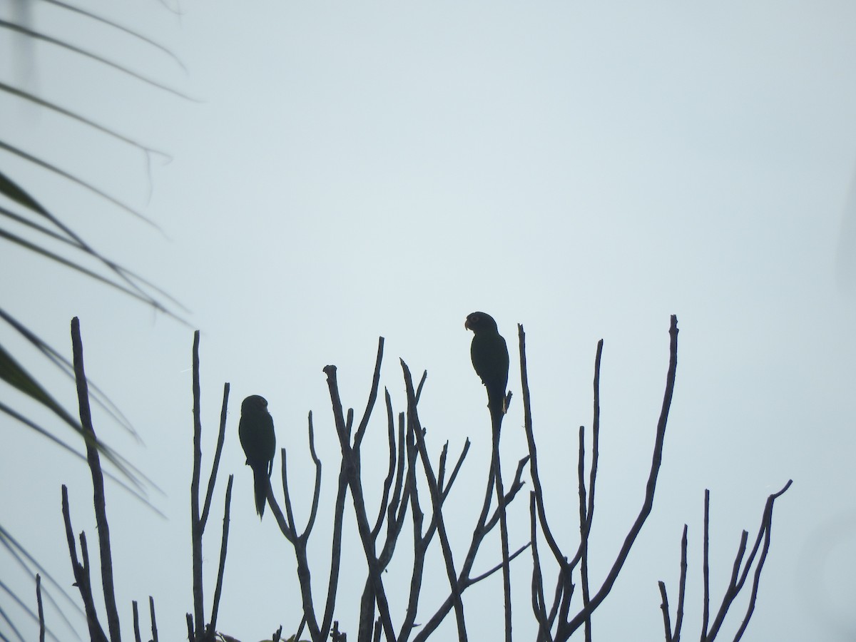 Orange-fronted Parakeet - ML646274194