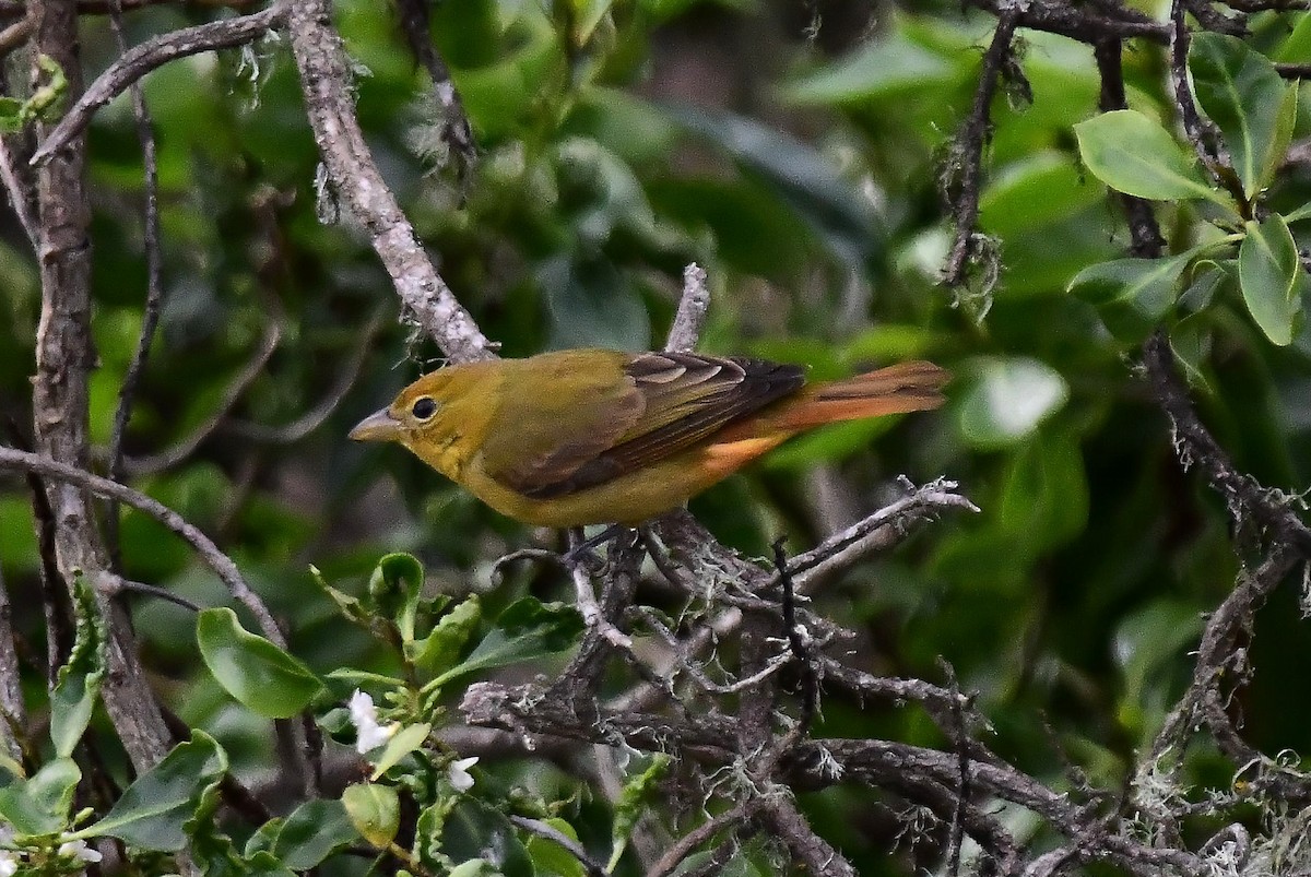 Summer Tanager - ML646274196