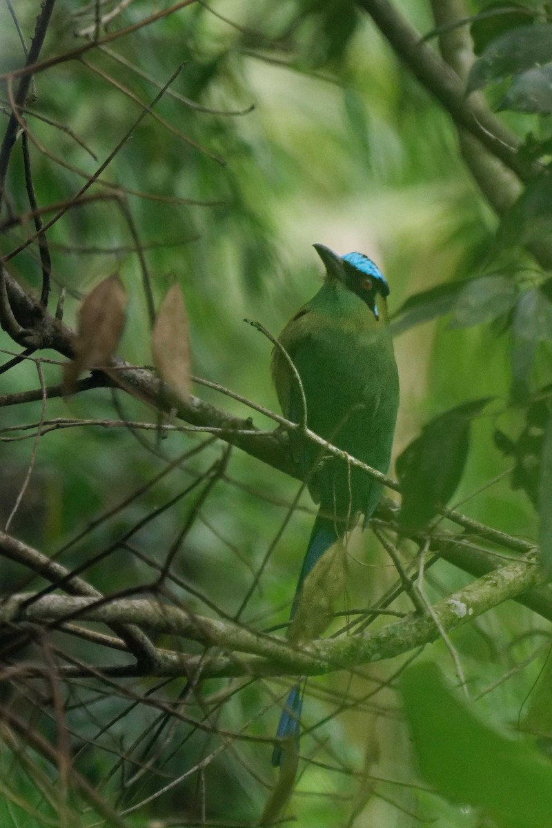 Andean Motmot - ML646274197