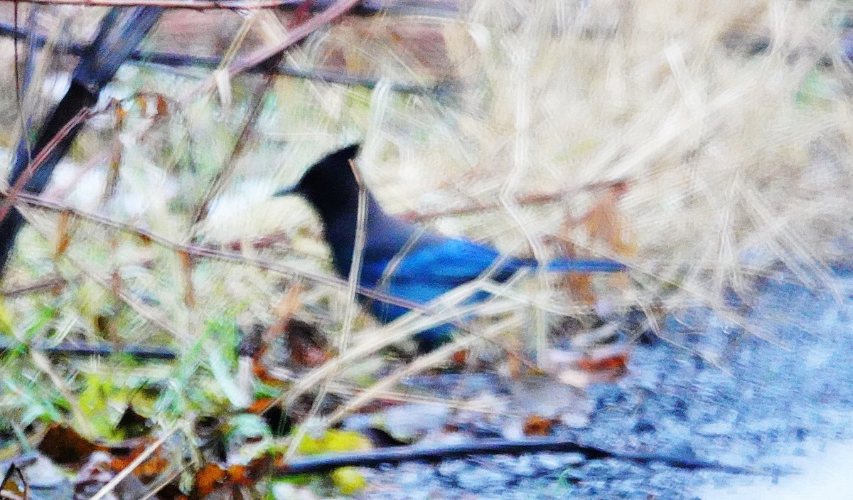 Steller's Jay - ML646274199
