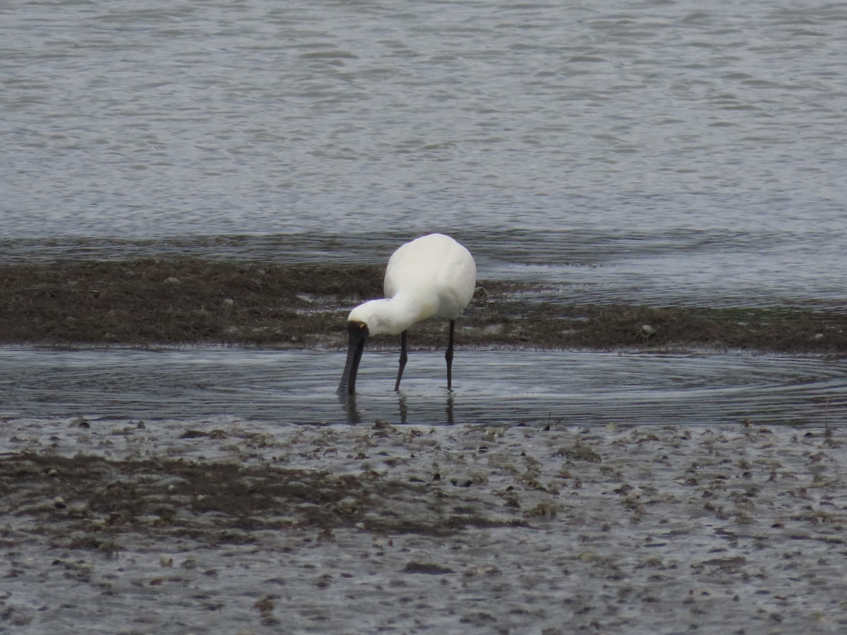 Royal Spoonbill - ML646274201