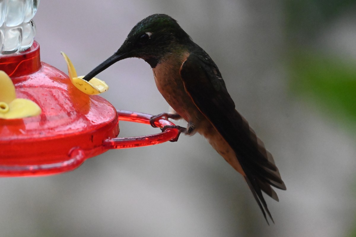 Fawn-breasted Brilliant - ML646274202