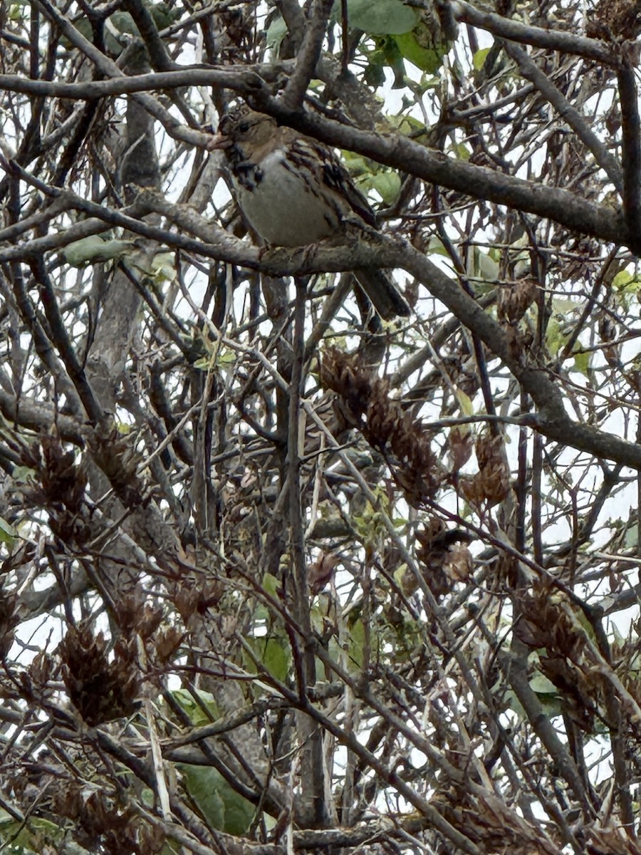 Harris's Sparrow - ML646274203