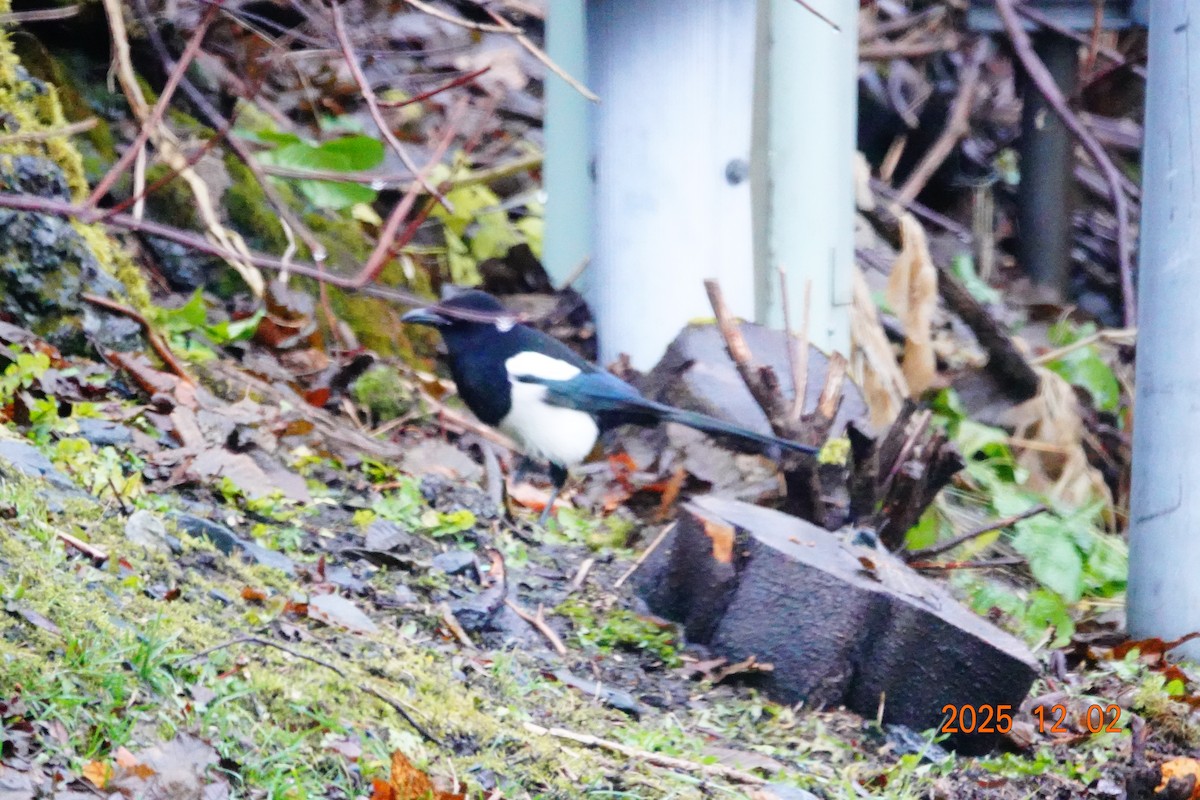 Black-billed Magpie - ML646274204